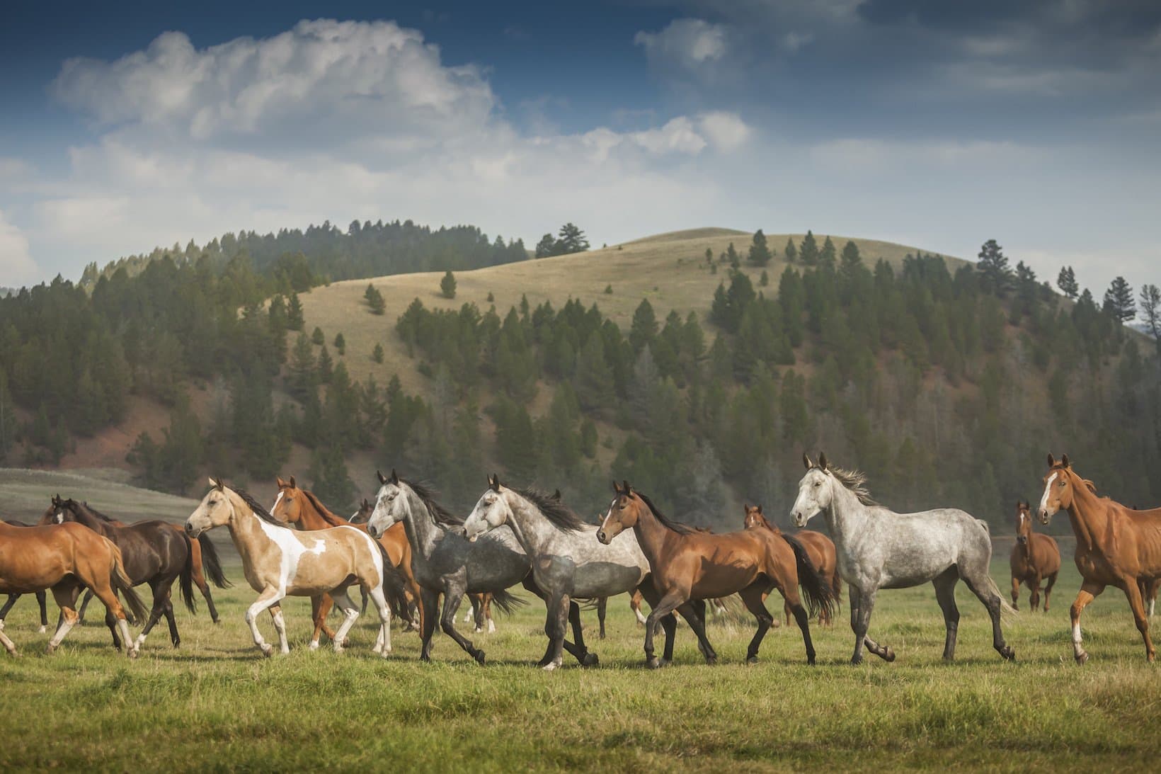 The Ranch at Rock Creek's horse herd runs to the corrals after a day out to pasture
